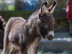 Sachsen: Eltern nur 80 Zentimeter groß: Eselfohlen im "Zoo der Minis"