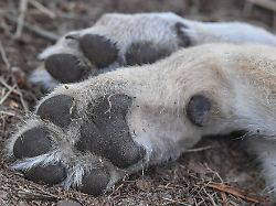 Thüringen: Wolf im Ilm-Kreis getötet – dritter illegaler Abschuss