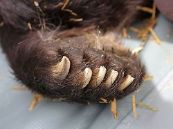 Sachsen-Anhalt: Bärin Teddy zieht vom Harz in den Bärenwald Müritz