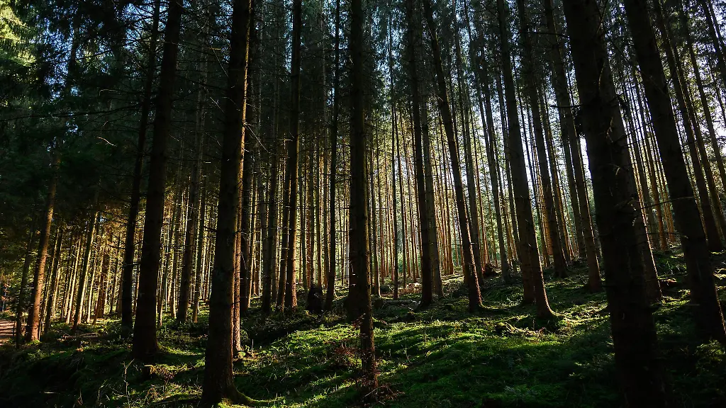 Die-Waldbrandgefahr-steigt-laut-DWD-bis-zum-Donnerstag-an