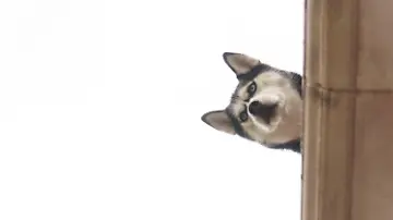 555753809