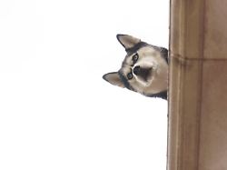 Verschiedene Übergangsfristen: EU-Parlament beschließt Chip-Pflicht für Hunde und Katzen