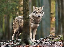 Niedersachsen & Bremen: Pferde flüchten von Koppel - Besitzer verdächtigt Wolfsrudel