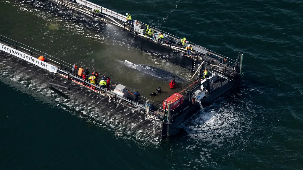 Der-in-der-Ostsee-gestrandete-Buckelwal-ist-in-dem-fuer-seinen-Transport-vorgesehenen-Lastkahn-angekommen-Das-Tier-bewegte-sich-durch-eine-zuvor-ausgebaggerte-Rinne-in-die-sogenannte-Barge-nachdem-Helfer-ihn-zuvor-mit-Gurten-in-diese-Richtung-gezogen-hatten-Der-vor-ueber-drei-Wochen-bei-Wismar-gestrandete-Buckelwal-soll-nun-mit-dem-Schiff-in-die-Nordsee-gebracht-werden-Eine-private-Initiative-hatte-seit-Tagen-versucht-den-Wal-zu-retten