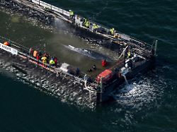 "Robin Hood" nimmt ihn an Haken: Schlepper übernimmt Barge mit Buckelwal