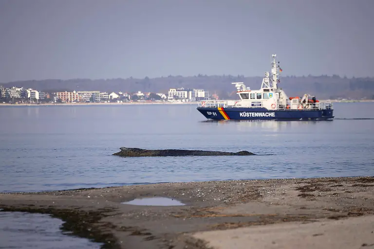 Buckelwal-strandet-vor-Niendorfer-Hafeneinfahrt-Timmendorfer-Strand-23-03
