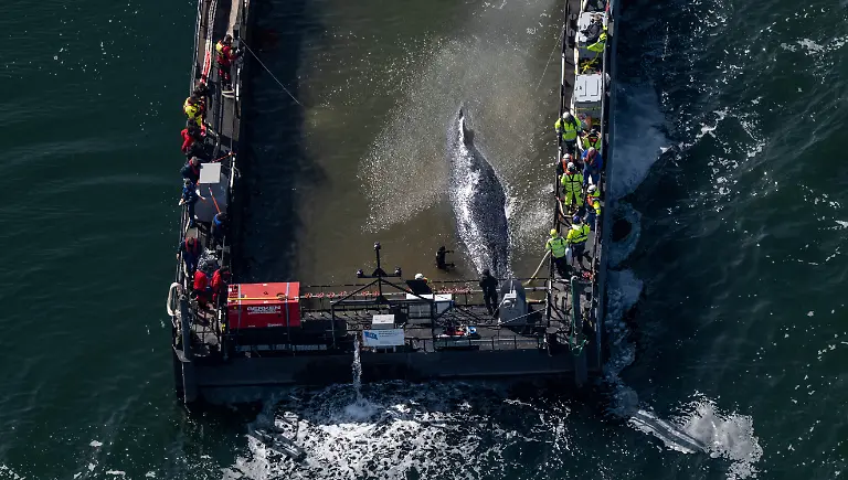 Der-in-der-Ostsee-gestrandete-Buckelwal-ist-in-dem-fuer-seinen-Transport-vorgesehenen-Lastkahn-angekommen-Das-Tier-bewegte-sich-durch-eine-zuvor-ausgebaggerte-Rinne-in-die-sogenannte-Barge-nachdem-Helfer-ihn-zuvor-mit-Gurten-in-diese-Richtung-gezogen-hatten-Der-vor-ueber-drei-Wochen-bei-Wismar-gestrandete-Buckelwal-soll-nun-mit-dem-Schiff-in-die-Nordsee-gebracht-werden-Eine-private-Initiative-hatte-seit-Tagen-versucht-den-Wal-zu-retten