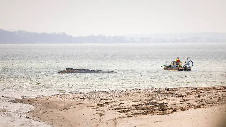 Buckelwal-strandet-vor-Niendorfer-Hafeneinfahrt-Timmendorfer-Strand-24-03