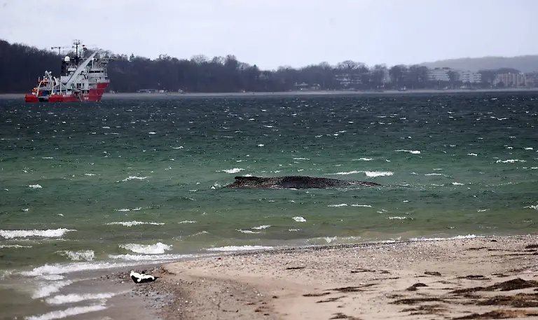 Wal-Tier-Reisen-Tourismus-urlaub-Ferien-Ostsee-Timmendorfer-Strand-Luebecker-Bucht-Gestrandeter-Buckelwal-liegt-auf-Sandbank-vor-Niendorf-Rettungsaktion-Waldrama-Timmendorfer-Strand-Whale-animal-travel-tourism-vacation-vacation-Baltic-Sea-Timmendorfer-Strand-Luebeck-Bay-Stranded-humpback-whale-lies-on-sandbank-off-Niendorf-rescue-operation-forest-drama-Timmendorfer-Strand