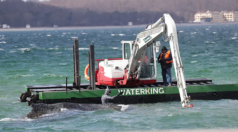 Wal-Tier-Reisen-Tourismus-urlaub-Ferien-Ostsee-Timmendorfer-Strand-Luebecker-Bucht-Gestrandeter-Buckelwal-liegt-auf-Sandbank-vor-Niendorf-Rettungsaktion-Waldrama-Bagger-Hier-im-Bild-der-Spezialbagger-Meeresbiologe-Marc-Lehmann-und-der-Wal-Timmendorfer-Strand-Whale-animal-travel-tourism-vacation-vacation-Baltic-Sea-Timmendorfer-Strand-Luebecker-Bucht-Stranded-humpback-whale-lies-on-sandbank-off-Niendorf-rescue-operation-forest-drama-excavator-Here-in-the-picture-the-special-excavator-marine-biologist-Marc-Lehmann-and-the-whale-Timmendorfer-Strand