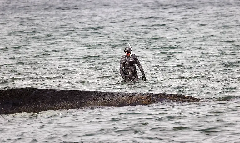 Wal-Tier-Reisen-Tourismus-urlaub-Ferien-Ostsee-Timmendorfer-Strand-Luebecker-Bucht-Gestrandeter-Buckelwal-liegt-auf-Sandbank-vor-Niendorf-Rettungsaktion-Waldrama-Bagger-Meresbiologe-Marc-Lehmann-begutachtet-den-Gesundheitszustand-des-Wals-Timmendorfer-Strand-Whale-animal-travel-tourism-vacation-vacation-Baltic-Sea-Timmendorfer-Strand-Luebeck-Bay-Stranded-humpback-whale-lies-on-sandbank-off-Niendorf-rescue-operation-forest-drama-dredger-Meresbiologe-Marc-Lehmann-examines-the-health-of-the-whale-Timmendorfer-Strand