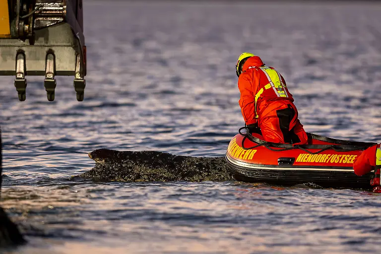 Buckelwal-strandet-vor-Niendorfer-Hafeneinfahrt-Timmendorfer-Strand-26-03