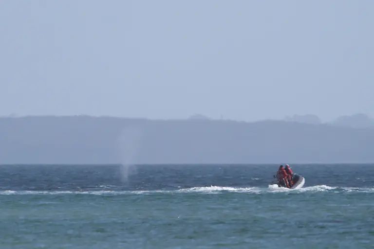 Der-Buckelwal-schwimmt-begleitet-von-Schlauchbooten-in-der-Ostsee-Der-in-der-Ostsee-vor-Niendorf-gestrandete-Wal-hat-sich-befreit-Das-Tier-schwimmt-nun-wieder-in-der-Ostsee-und-wird-von-Kuestenwacheschiffen-und-Polizeibooten-begleitet