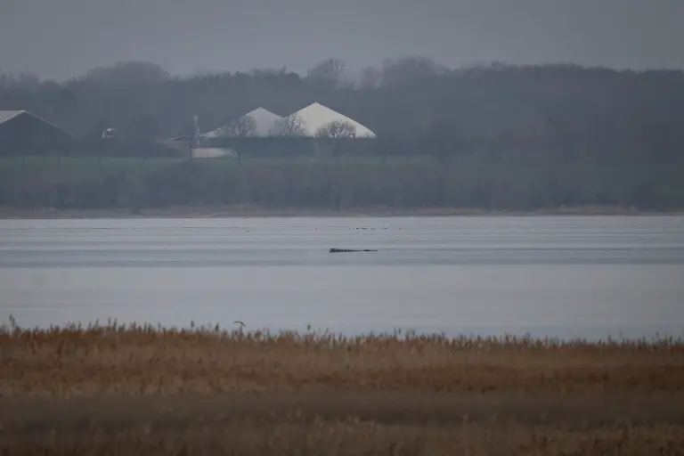 Der-Wal-liegt-auf-einer-Sandbank-in-der-Wismarer-Bucht-Der-vor-Timmendorfer-Strand-freigekommene-Buckelwal-ist-erneut-gestrandet-Der-Meeressaeuger-liegt-nun-auf-einer-Sandbank-in-der-Wismarbucht