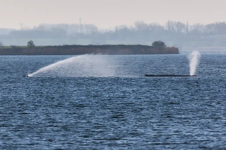 Der-Buckelwal-liegt-am-fruehen-Vormittag-noch-immer-auf-einer-Sandbank-vor-der-Insel-Poel-Links-ein-Sprinkler-mit-dem-die-Haut-des-Tieres-mit-Wasser-benetzt-wird