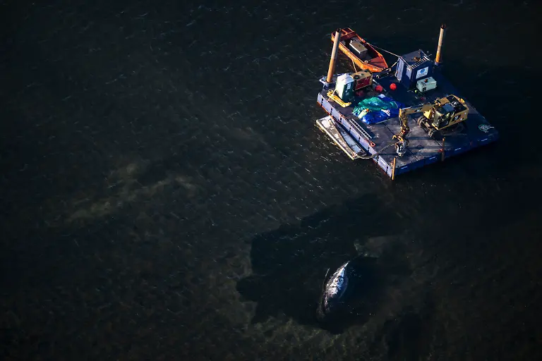 Der-Buckelwal-liegt-in-einer-ausgespuelten-Wanne-vor-der-Insel-Poel-Aufnahme-aus-einem-Flugzeug-Der-vor-drei-Wochen-bei-Wismar-gestrandete-Buckelwal-liegt-weiterhin-auf-einer-Sandbank-fest-Eine-privaten-Initiative-versucht-seit-Tagen-den-Wal-zu-retten