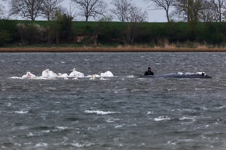 Mit-Sand-gefuellte-Big-Bags-stehen-neben-dem-gestrandeten-Buckelwal-im-Wasser-Der-vor-rund-drei-Wochen-bei-Wismar-gestrandete-Buckelwal-liegt-weiterhin-im-Flachwasser-fest-Eine-private-Initiative-versucht-seit-Tagen-den-Wal-zu-retten