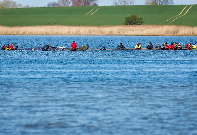 Helfer-versuchen-mit-Gurten-den-gestrandeten-Buckelwal-vor-der-Insel-Poel-zu-einem-Transportschiff-zu-ziehen-Der-vor-ueber-drei-Wochen-bei-Wismar-gestrandete-Buckelwal-liegt-weiterhin-im-Flachwasser-fest-Eine-private-Initiative-versucht-seit-Tagen-den-Wal-zu-retten