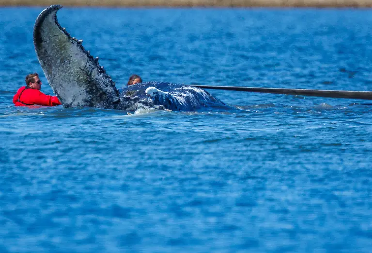 Helfer-ziehen-mit-Gurten-den-gestrandeten-Buckelwal-vor-der-Insel-Poel-zu-einem-Transportschiff-Der-vor-ueber-drei-Wochen-bei-Wismar-gestrandete-Buckelwal-liegt-weiterhin-im-Flachwasser-fest-Eine-private-Initiative-versucht-seit-Tagen-den-Wal-zu-retten