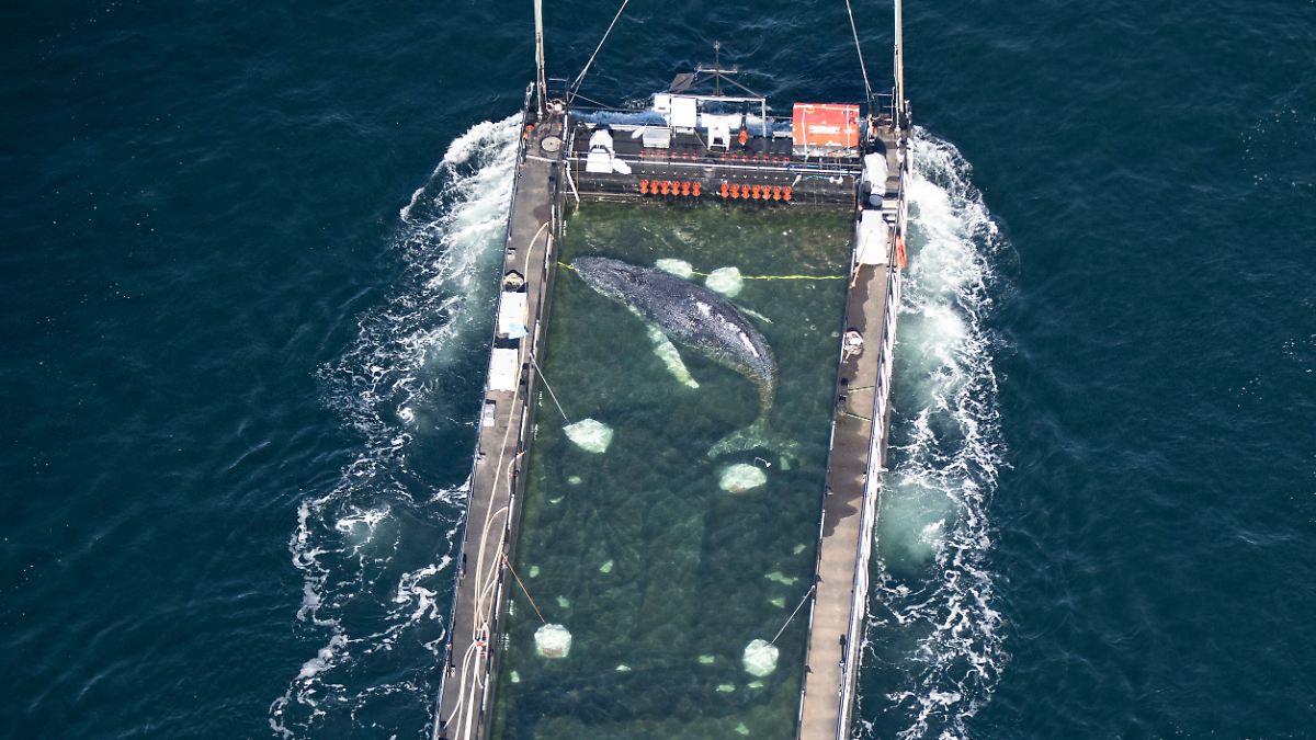 Experts: Baltic Sea whale likely to die in deep water