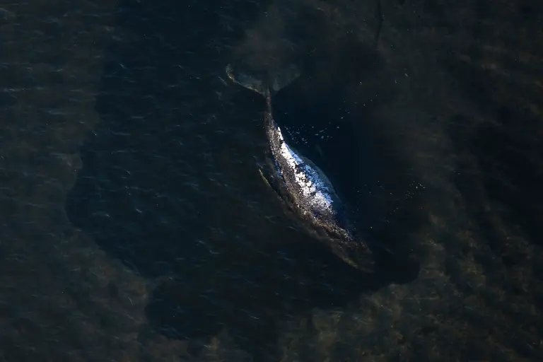 Der-Buckelwal-liegt-in-einer-ausgespuelten-Wanne-vor-der-Insel-Poel-Aufnahme-aus-einem-Flugzeug-Der-vor-drei-Wochen-bei-Wismar-gestrandete-Buckelwal-liegt-weiterhin-auf-einer-Sandbank-fest-Eine-privaten-Initiative-versucht-seit-Tagen-den-Wal-zu-retten