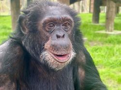 Hauptsache, Bubbles geht es gut: Michael Jacksons Schimpanse sendet schöne Grüße