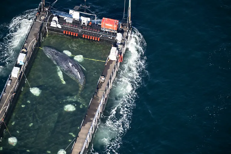 Der-Wal-liegt-in-einem-gefluteten-Lastschiff-kurz-vor-der-daenischen-Grenze-Aufnahme-aus-einem-Flugzeug-Der-aus-einer-flachen-Bucht-vor-Wismar-geborgene-Buckelwal-wird-in-Richtung-Nordsee-transportiert-Der-Meeressaeuger-hatte-zuvor-vier-Wochen-in-der-Bucht-der-Insel-Poel-festgesteckt