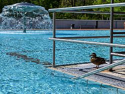 Berlin & Brandenburg: Das ist zum Start der Freibadsaison für Schwimmfans wichtig