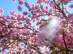 Sachsen-Anhalt: April in Sachsen-Anhalt besonders sonnenreich