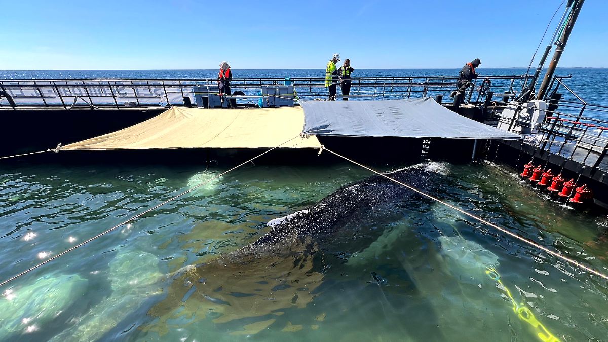 Whereabouts unknown: Minister criticizes whale rescuers for lack of ...