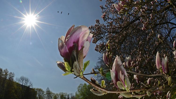 Der Frühling ist die Zeit für Neues .... 