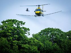 Sachsen-Anhalt: Hubschrauber sprühen Biozid gegen Eichenprozessionsspinner