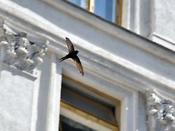 Hessen: Mauersegler kommen zurück: Wohnungsnot und Nahrungsmangel