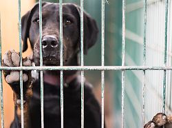 Sachsen-Anhalt: Veterinäramt rettet rund 230 Tiere aus schlechter Haltung