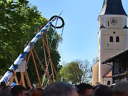 Bayern: Dorfplätze bekommen neue Maibäume