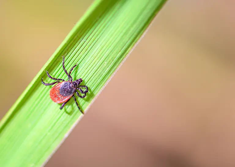 Der-Gemeine-Holzbock-Ixodes-ricinus-Der-Holzbock-ist-die-Zeckenart-die-Borrelien-und-FSME-Viren-auf-Mensch-und-Tier-uebertragen-kann
