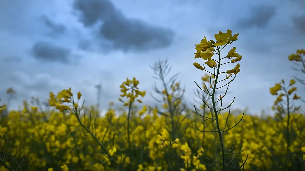 Wolken-im-Anmarsch-Am-Samstag-ist-es-erstmal-vorbei-mit-strahlendem-Sonnenschein