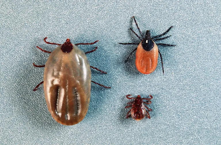 Zecke-Gemeiner-Holzbock-Ixodes-ricinus-Vergleich-von-drei-Saugstadien-Deutschland-European-castor-bean-tick-European-sheep-tick-Ixodes-ricinus-comparison-of-three-stages-after-sucking-blood-Germany-BLWS667809-Tick-Common-Holzbock-Ixodes-Ricinus-Comparison-from-Three-sucking-stages-Germany-European-Castor-Bean-Tick-European-Sheep-Tick-Ixodes-Ricinus-Comparison-of-Three-Stages-After-sucking-blood-Germany-BLWS667809-Copyright-xblickwinkel-F