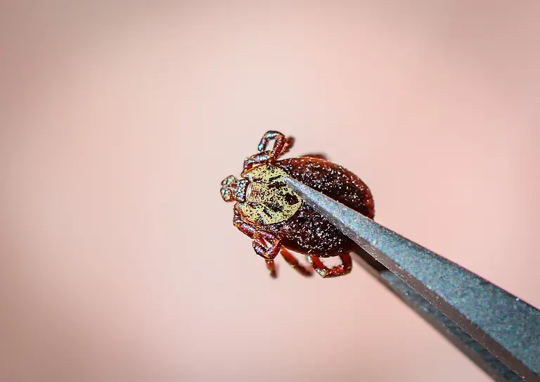 Eine-Schafzecke-oder-Fruehjahrswaldzecke-Dermacentor-marginatus-wird-mit-einer-Pinzette-gehalten