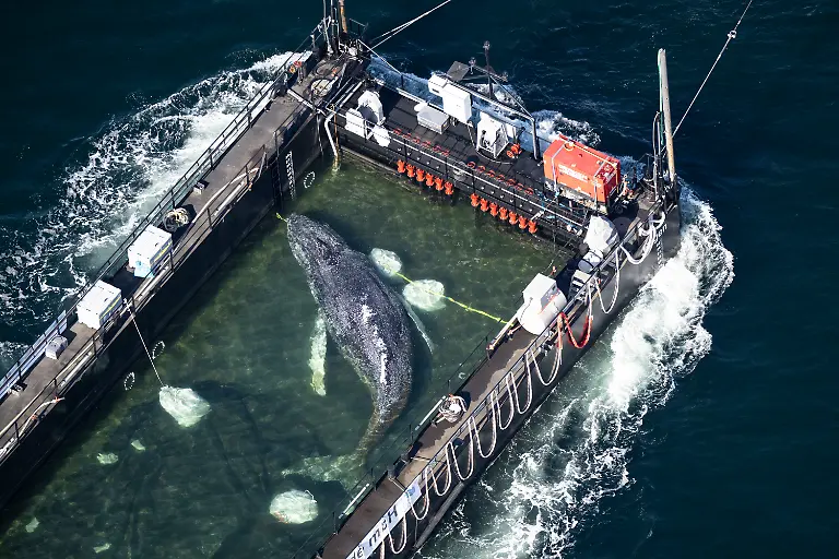 29-04-2026-Schleswig-Holstein-Fehmarn-Der-Wal-liegt-am-Mittwochmorgen-in-einem-gefluteten-Lastschiff-kurz-vor-der-daenischen-Grenze-Aufnahme-aus-einem-Flugzeug-Der-aus-einer-flachen-Bucht-vor-Wismar-geborgene-Buckelwal-wird-in-Richtung-Nordsee-transportiert-Der-Meeressaeuger-hatte-zuvor-vier-Wochen-in-der-Bucht-der-Insel-Poel-festgesteckt