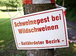 Nordrhein-Westfalen: ASP-infiziertes Wildschwein nahe Grenze zu Hessen gefunden