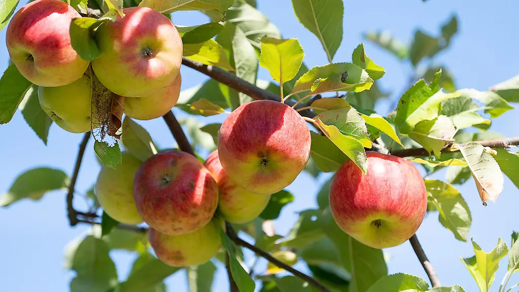 Mus-Saft-und-mehr-Die-Schueler-lernen-bei-den-Bildungstagen-vor-Ort-auf-den-Streuobstwiesen-auch-wie-Obst-geerntet-und-verwertet-wird