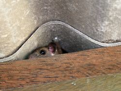 Wie groß ist das Risiko?: So oft kommt das Hantavirus in Deutschland vor