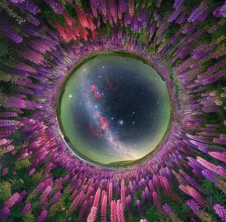 This-image-captures-the-Milky-Way-rising-above-a-blooming-field-of-lupines-in-New-Zealand-during-November-when-spring-wildflowers-transform-the-landscape-beneath-the-night-sky-Using-a-fisheye-perspective-the-flowers-encircle-the-scene-forming-a-natural-frame-that-draws-the-viewer-into-the-celestial-sphere-above