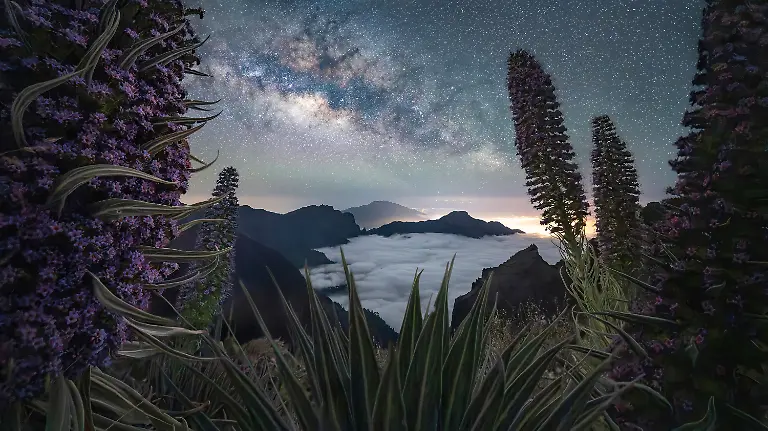 This-panorama-was-captured-at-the-highest-point-of-the-volcanic-island-of-La-Palma-a-location-defined-by-its-unique-terrain-and-exceptional-night-sky-conditions-The-lack-of-ambient-light-made-the-process-more-demanding-requiring-extensive-focus-stacking-to-achieve-sharpness-across-the-entire-scene-but-it-also-provided-ideal-conditions-for-astrophotography-I-chose-to-create-a-panoramic-composition-to-include-the-blooming-pink-Tajinaste-flowers-an-endemic-species-of-the-island-using-them-to-frame-the-full-arc-of-the-Milky-Way-s-core-The-summit-itself-forms-a-vast-crater-offering-expansive-views-across-the-island-often-rising-above-a-layer-of-clouds-Although-it-was-already-early-summer-and-nearing-the-end-of-the-blooming-season-I-was-fortunate-to-find-a-few-flowers-still-in-good-condition-and-positioned-perfectly-for-the-composition-I-had-envisioned-This-image-represents-both-careful-planning-and-timing-and-I-m-especially-pleased-with-the-result-and-honored-to-have-it-selected-for-the-Milky-Way-Photographer-of-the-Year-collection