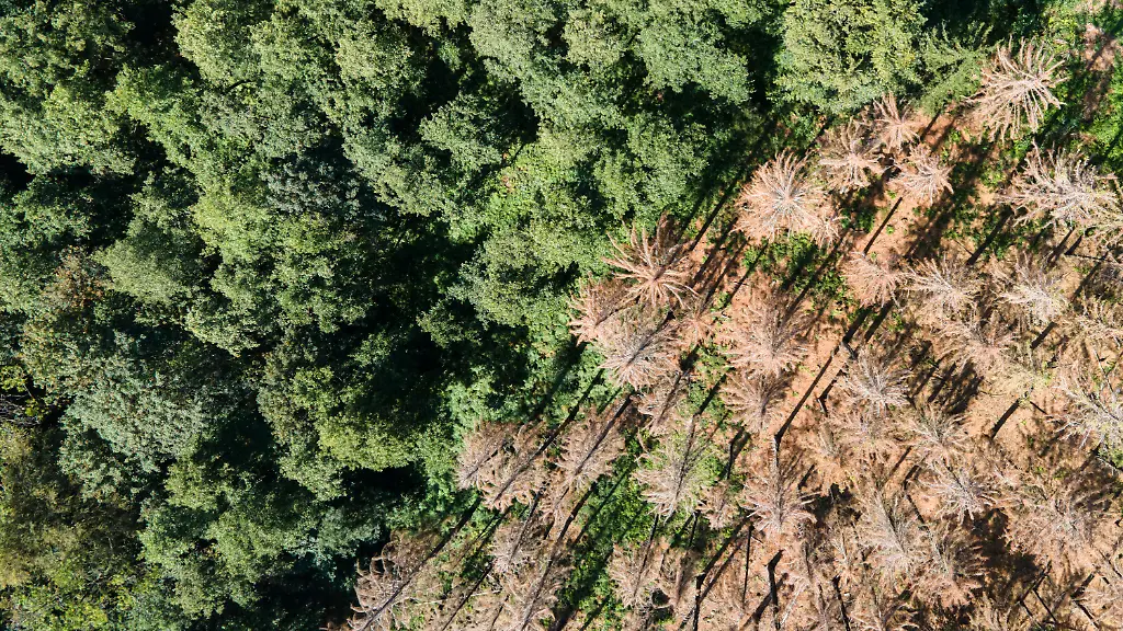 Die-anhaltende-Trockenheit-ist-eine-besondere-Stresssituation-fuer-die-einheimischen-Waelder