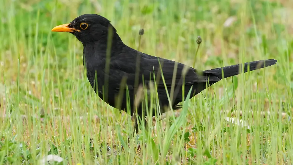 Der-Naturschutzbund-Deutschland-Nabu-ruft-noch-bis-heute-Abend-zur-Vogelzaehlung-in-Thueringen-auf