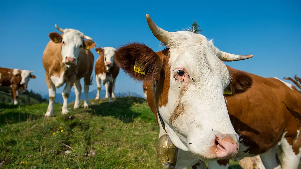 Warum-die-Rinder-ausbuexten-ist-bislang-nicht-bekannt