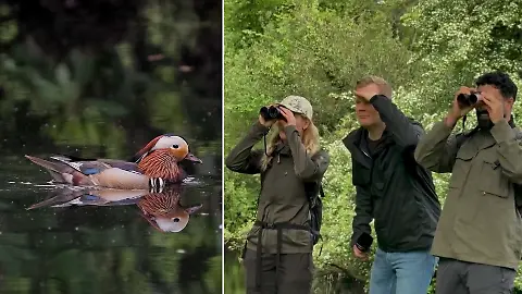 Birding Trend