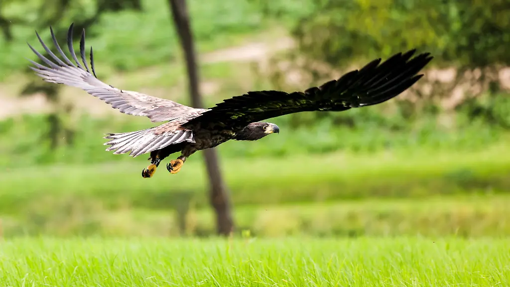 Die-Zahl-der-Seeadler-hat-zugenommen